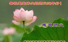 法轮功,黑龙江大法弟子恭祝师尊新年好(21条)