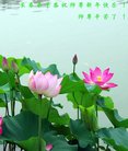 法轮功,长春大法弟子恭祝师尊新年好(22条)