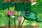 法轮功,保定大法弟子恭祝师尊新年好(25条)