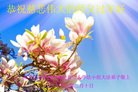 法轮功,黑龙江大法弟子恭祝师尊新年好(27条)