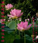 ֹ,ʡ󷨵ӹףʦ(24)