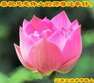 ֹ,ʡ󷨵ӹףʦ(24)