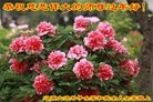 ֹ,ʡ󷨵ӹףʦ(24)