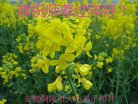 ֹ,մ󷨵ӹףʦ(24)
