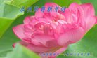 ֹ,ʡ󷨵ӹףʦ(24)