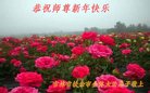 ֹ,ʡ󷨵ӹףʦ(27)
