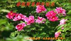 ֹ,ʡ󷨵ӹףʦ(27)