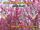 ֹ,ϴ󷨵ӹףʦ(23)