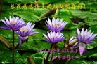 法轮功,内蒙古大法弟子恭祝师尊过年好(30条)