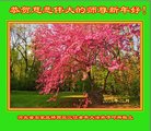 法轮功,石家庄大法弟子恭祝师尊过年好(26条)