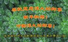 ֹ,ϴ󷨵ӹףʦ(19)