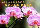 法轮功,山西大法弟子恭祝师尊过年好(25条)