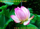 法轮功,河南大法弟子恭祝师尊过年好(30条)