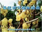ֹ,󷨵ӹףʦ(23)