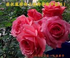 ֹ,󷨵ӹףʦ(20)