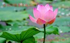 法轮功,广州大法弟子恭祝师尊过年好(26条)