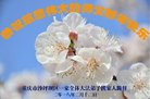 法轮功,重庆大法弟子恭祝师尊过年好(28条)