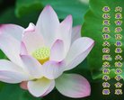 ֹ,ɹŴ󷨵ӹףʦ(30)