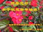 法轮功,陕西大法弟子恭祝师尊过年好(18条)
