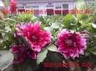 法轮功,河北大法弟子恭祝师尊新年好(35条)