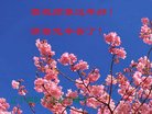 法轮功,朝阳市大法弟子恭祝师尊新年好(23条)