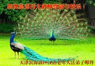 ֹ,󷨵ӹףʦ(20)