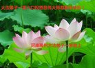 法轮功,河南大法弟子恭祝师尊新年好(25条)