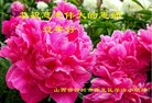 法轮功,山西大法弟子恭祝师尊新年好(21条)
