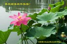 法轮功,河南大法弟子恭祝师尊新年好(25条)