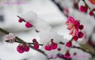 法轮功,重庆大法弟子恭祝师尊新年好(25条)