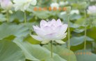 法轮功,广东大法弟子恭祝师尊新年好(27条)