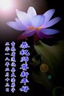 ֹ,ʡ󷨵ӹףʦ(24)