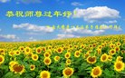法轮功,河南大法弟子恭祝师尊新年好(26条)