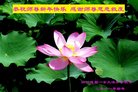 法轮功,成都大法弟子恭祝师尊新年好(25条)