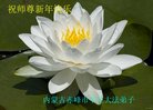 法轮功,内蒙古大法弟子恭祝师尊新年好(25条)