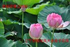 ֹ,󷨵ӹףʦ(28)