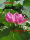 ֹ,󷨵ӹףʦ(28)