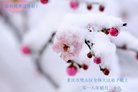 法轮功,重庆大法弟子恭祝师尊新年好(24条)