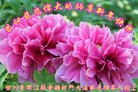 ֹ,Ĵ󷨵ӹףʦ(23)
