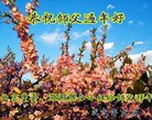 ֹ,󷨵ӹףʦ(29)