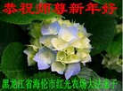 法轮功,黑龙江大法弟子恭祝师尊新年好(22条)