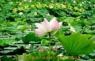 ֹ,ӱ󷨵ӹףʦ(26)