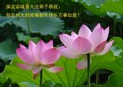 法轮功,河北大法弟子恭祝师尊新年好(35条)