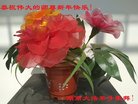 ֹ,ϴ󷨵ӹףʦ(24)