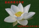 法轮功,河南大法弟子恭祝师尊新年好(28条)