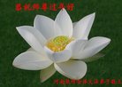法轮功,河南大法弟子恭祝师尊新年好(28条)