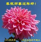 法轮功,大庆大法弟子恭祝师尊新年好(20条)