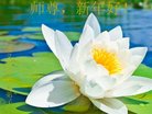 法轮功,河南大法弟子恭祝师尊新年好(21条)