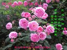 ֹ,󷨵ӹףʦ(20)