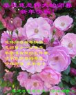 ֹ,󷨵ӹףʦ(19)